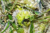 藏品(扁平併額蟹)的圖片