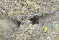 藏品(梅氏長海膽)的圖片