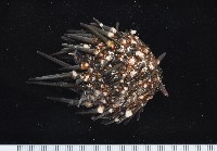藏品(口鰓海膽)的圖片