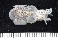 藏品(耳烏賊之一種)的圖片