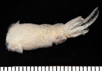 藏品(雙列微鰭烏賊)的圖片