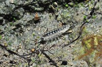 藏品(台灣海蟑螂)的圖片