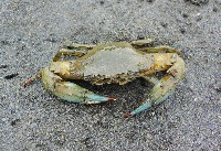 藏品(鈍齒短槳蟹)的圖片