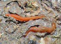 藏品(未知種磯沙蠶類)的圖片