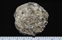 藏品(銀蛤)的圖片