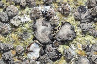 藏品(長牡蠣(大牡蠣))的圖片