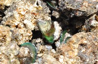 藏品(綠殼菜蛤)的圖片