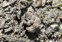 藏品(焦黃峨螺)的圖片