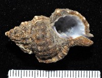 藏品(美珠翼法螺)的圖片