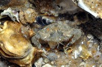 藏品(銳齒蟳)的圖片