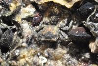 藏品(小相手蟹)的圖片