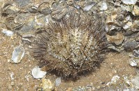 藏品(細雕刻肋海膽)的圖片