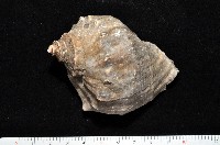 藏品(紅皺岩螺)的圖片