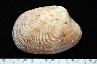 藏品(寬幅淺蜊)的圖片