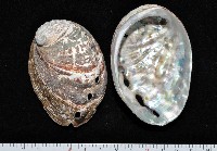 藏品(皺紋盤鮑)的圖片