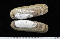 藏品(毛蟶蛤)的圖片