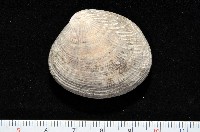 藏品(歧紋簾蛤)的圖片