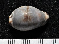 藏品(小眼寶螺)的圖片