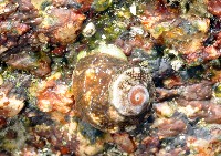 藏品(珠螺)的圖片