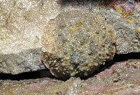 藏品(疣石磺)的圖片