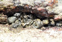 藏品(蚵岩螺)的圖片