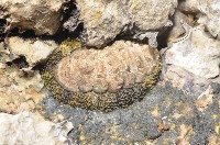 藏品(大駝石鱉(日本花棘石鱉))的圖片