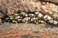 藏品(龜足茗荷(龜爪茗荷))的圖片