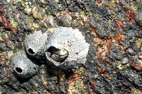 藏品(鱗笠藤壺)的圖片