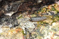 藏品(海蟑螂)的圖片