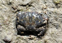 藏品(細巧皺蟹)的圖片