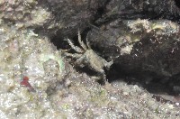 藏品(小相手蟹)的圖片