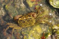 藏品(斑點擬相手蟹)的圖片