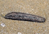 藏品(模式輻瓜參)的圖片