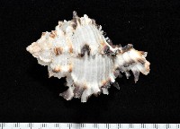 藏品(萵苣千手螺)的圖片