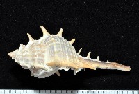 藏品(寶島骨螺)的圖片