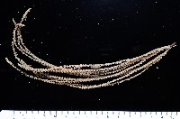 藏品(未知種深海原軟珊瑚)的圖片