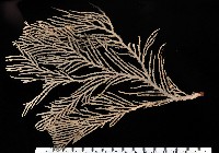 藏品(未知種深海原軟珊瑚)的圖片