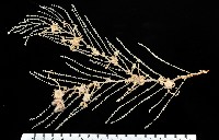 藏品(未知種深海原軟珊瑚)的圖片