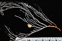 藏品(深海原軟珊瑚之一種)的圖片