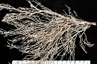 藏品(未知種深海原軟珊瑚)的圖片