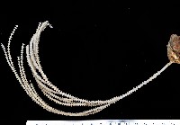 藏品(未知種深海原軟珊瑚)的圖片