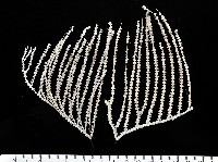 藏品(深海原軟珊瑚之一種)的圖片