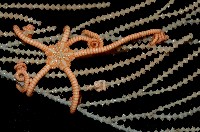 藏品(刺斑星叢蛇尾)的圖片