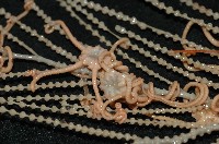 藏品(刺斑星叢蛇尾)的圖片