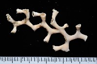 藏品(枝狀多目珊瑚)的圖片