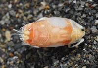 藏品(臺灣鼴鼠蟹)的圖片