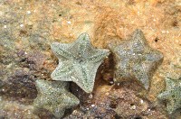 藏品(擬淺盤步海燕)的圖片