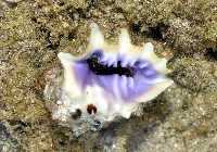 藏品(紫口岩螺)的圖片