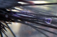 藏品(共棲蓋隱蝦(海膽針蝦))的圖片