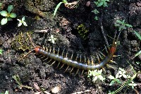 藏品(未知種衛蜈蚣)的圖片